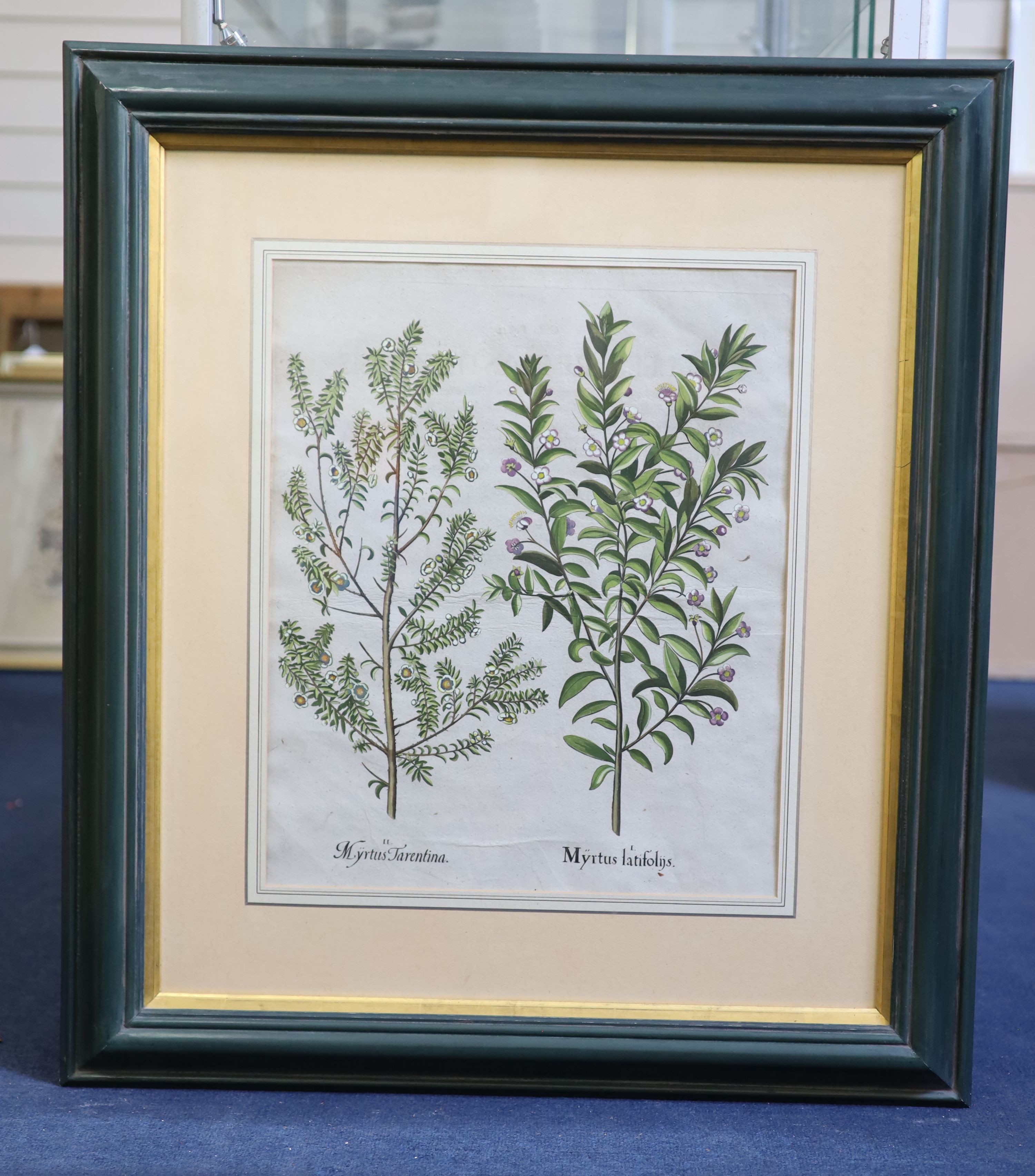 Basilius Besler (1561-1629), Martagon Imperiale Molchatum, Myrtus Tarentina, Myrtus Latifolns, Calendula Prolifera, Tanacetum Inodorum, Flore Belli and Reseda Plinn, Five engravings with handcolouring printed on laid pap